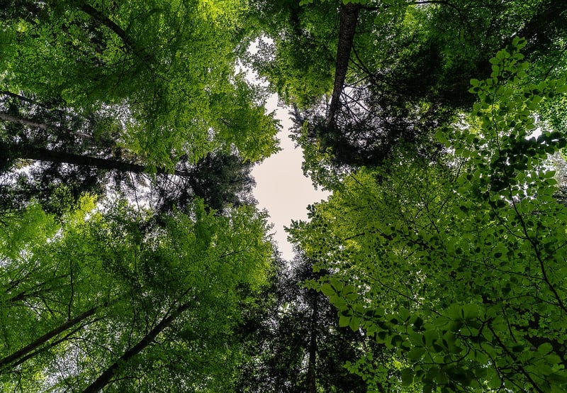 Canopy Tours